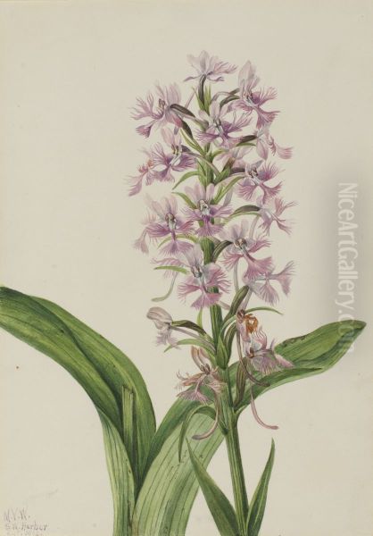 Large Purple Fringe-Orchid (Habenaria grandiflora) - view 1