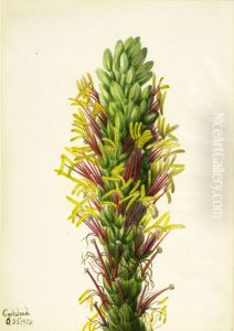 Lechuguilla (Agava lechuguilla)