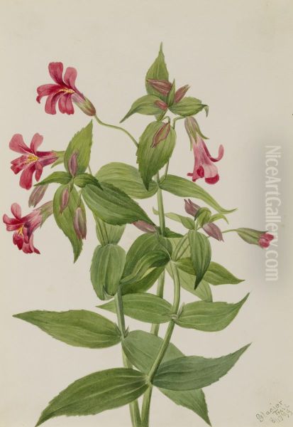 Lewis Monkey Flower (Mimulus lewisii) - view 1