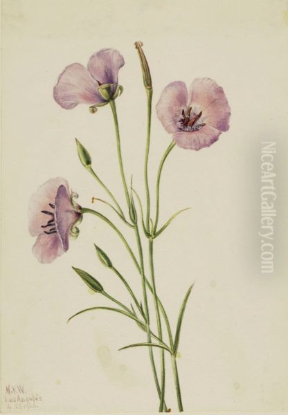 Lilac Mariposa (Calochortus splendens) - view 1