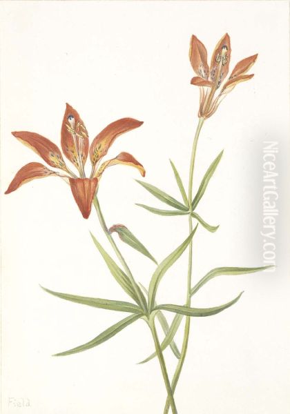 Lily (Lilium montanum) - view 1