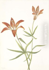 Lily (Lilium montanum)
