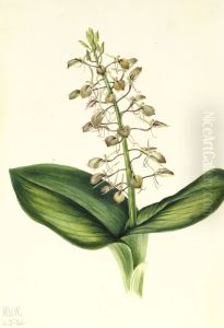 Lily Twayblade (Liparis liliifolia)