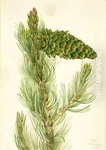 Limber Pine (Pinus flexilis)