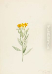 Lithospermum canescens