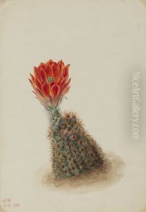 Lloyd's Strawberry Cactus (Echinocereus lloydii) by Mary Vaux Walcott