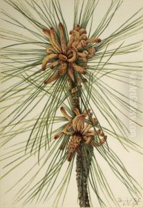 Loblolly Pine (Pinus taeda) by Mary Vaux Walcott