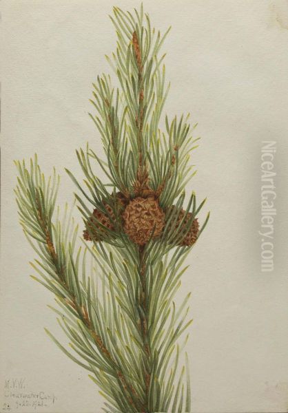 Lodgepole Pine (Pinus Contorta murrayana) - view 1