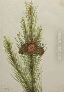 Lodgepole Pine (Pinus Contorta murrayana) by Mary Vaux Walcott