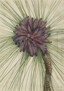 Longleaf Pine (Pinus palustris) by Mary Vaux Walcott