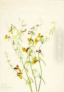 Lotus puberulus by Mary Vaux Walcott