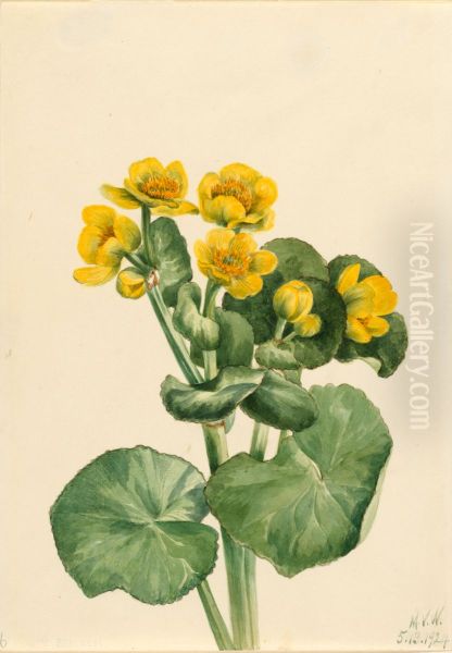 Marsh Marigold (Caltha palustris) - view 1