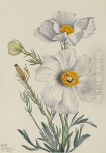 Matilija Poppy (Romneya coulteri) by Mary Vaux Walcott