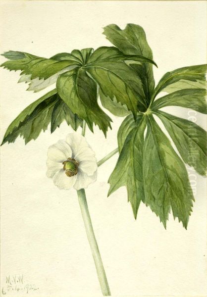 Mayapple (Podphyllum paltatum) - view 1