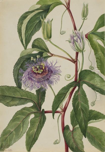 Maypop (Passiflora incarnata) - view 1