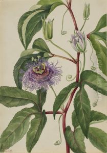 Maypop (Passiflora incarnata)