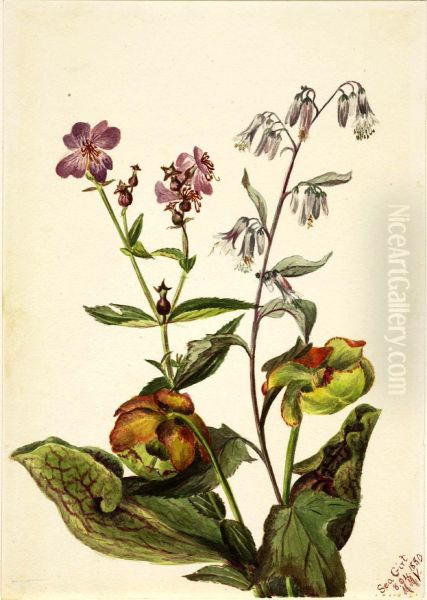 Meadow Beauty (Rhexia virginica), Rattlesnake Roat (Nabalus albus), Pitcherplant (Sarracenia purpurea) - view 1