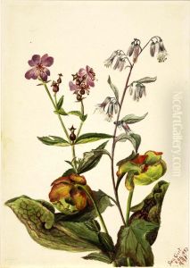 Meadow Beauty (Rhexia virginica), Rattlesnake Roat (Nabalus albus), Pitcherplant (Sarracenia purpurea) by Mary Vaux Walcott