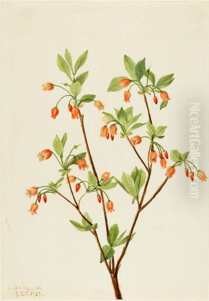 Menziesea (Menziesea glabella) - view 1