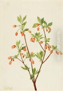 Menziesea (Menziesea glabella) by Mary Vaux Walcott