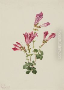 Menzies Pentstemon (Pentstemon menziesii) by Mary Vaux Walcott