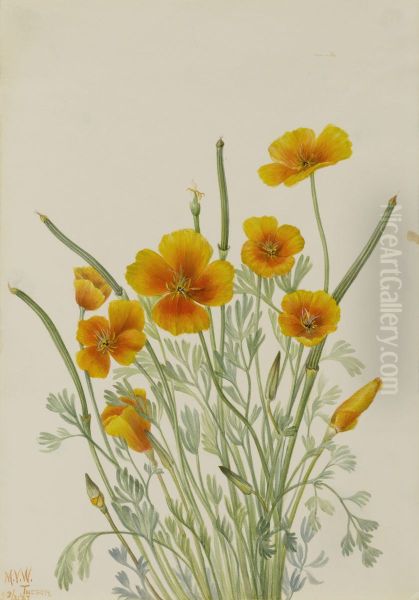 Mexican Poppy (Eschscholtzia mexicana) - view 1