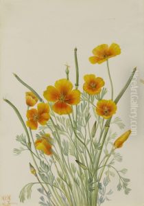 Mexican Poppy (Eschscholtzia mexicana) by Mary Vaux Walcott