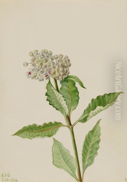 Milkweed (Ascelpias) - view 1