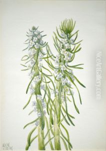 Miner's Candle (Oreocarya virgata) by Mary Vaux Walcott