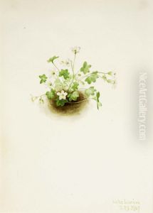 Mistmaiden (Romanzoffia sitchensis)