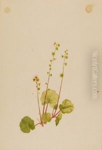 Mitella nuda by Mary Vaux Walcott