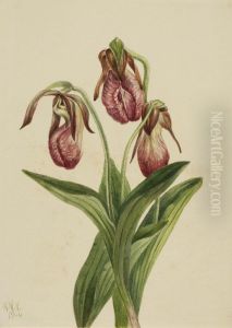 Moccasin Flower (Cypripedium acaule) by Mary Vaux Walcott