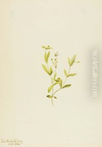 Moehringia laberiflora