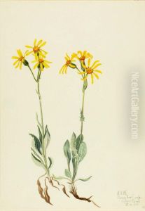 Montana Parnassia (Parnassia montanesis)