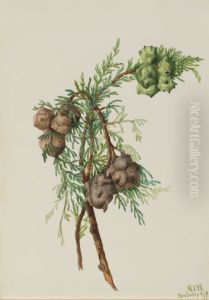 Monterey Cypress (Cupressus macrocarpa) by Mary Vaux Walcott