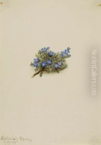 Moss Forget-me-not (Eritichum elongatum) by Mary Vaux Walcott