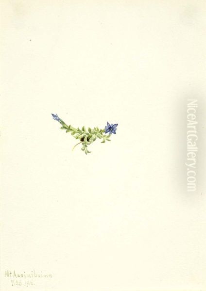 Moss Gentian (Gentiana prostrata) - view 1