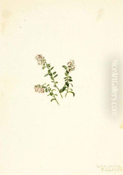 Mountain Cranberry (Vaccinium vitisidaea minus) - view 1