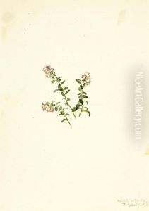 Mountain Cranberry (Vaccinium vitisidaea minus) Mountain Cranberry (Vaccinium vitisidaea minus)