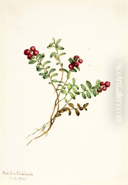 Mountain Cranberry (Vaccinium vitisdaea minus) - view 1