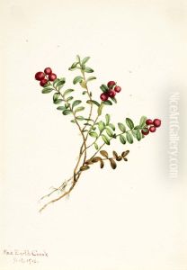 Mountain Cranberry (Vaccinium vitisdaea minus) Mountain Cranberry (Vaccinium vitisdaea minus)