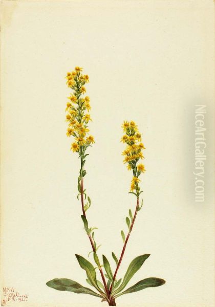 Mountain Goldenrod (Solidago oreophila) - view 1