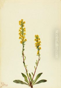 Mountain Goldenrod (Solidago oreophila)