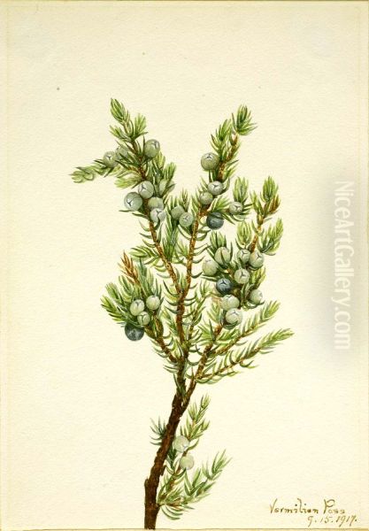 Mountain Juniper (Juniperus sibirica) - view 1