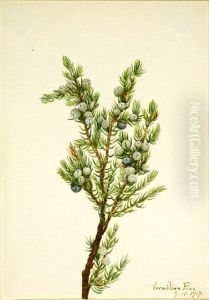 Mountain Juniper (Juniperus sibirica)