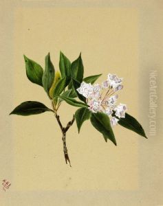 Mountain Laurel (Kalmia latifolia) Mountain Laurel (Kalmia latifolia)