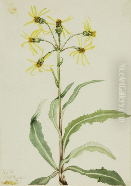 Mourning Groundsel (Senecio lugens) - view 1