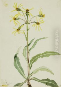 Mourning Groundsel (Senecio lugens) by Mary Vaux Walcott