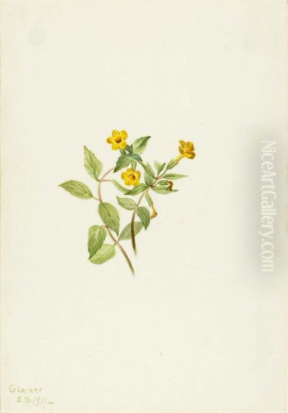 Musk-Flower (Mimulus moschatus) - view 1