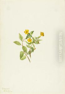 Musk-Flower (Mimulus moschatus)